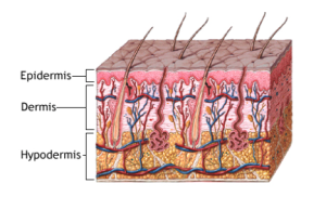 Layers Of Skin